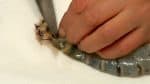 Placez les crevettes sur un essuie-tout, coupez la pointe de la queue en diagonale et retirez l'eau à intérieur. 