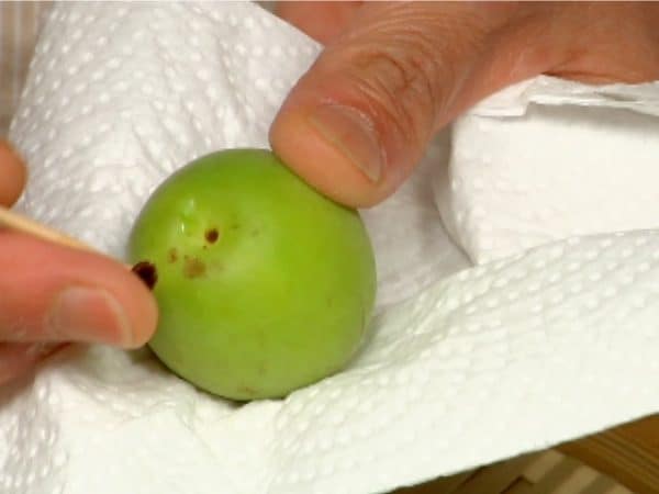 Remove the stem end of ume with a bamboo skewer. Be careful not to damage the skin. Keeping the ume skin clean and removing any moisture on the surface will help to keep the bacteria from growing.