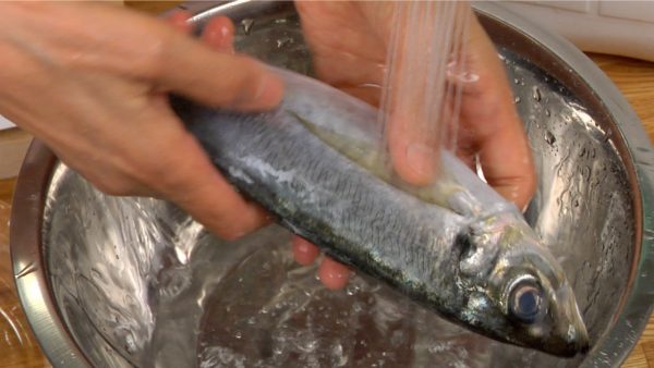 First, let’s clean the fresh aji, or horse mackerel. Lightly rinse the fish under running water.