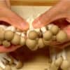 Sobek jamur shimeji menjadi bagian-bagian kecil.