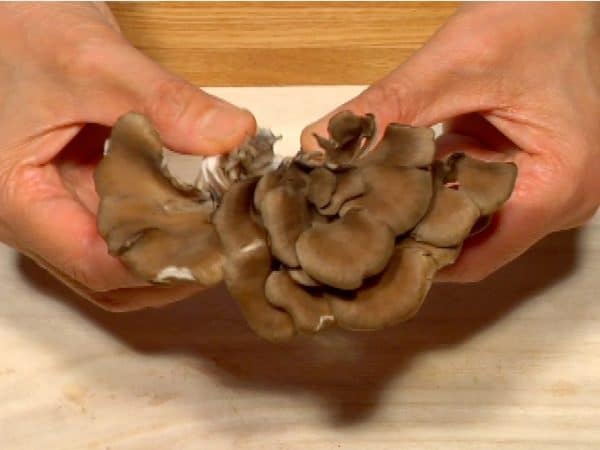 Tear the maitake mushrooms into bite-size pieces.