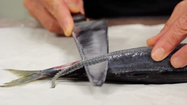 To remove the scutes, place the knife against the tail and move it up and down towards the head.