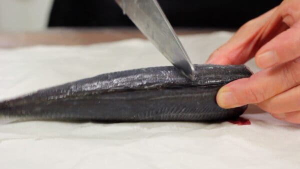 Use the tip of the knife to thoroughly remove the scales near the dorsal fin.
